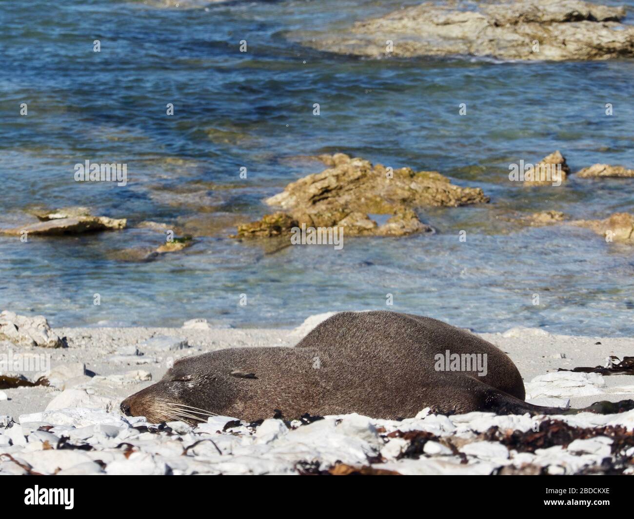 Foca (Arctocephalus forsteri) che dorme e riposa sulla Penisola di Kaikoura Walkway nella colonia di foche in Nuova Zelanda Foto Stock