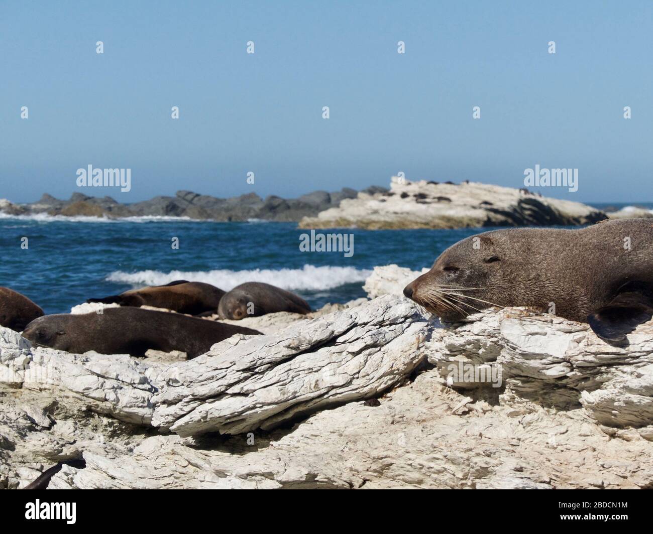 Gruppo di foche (Arctocephalus forsteri) che dormono e riposano sulla Penisola di Kaikoura nella colonia di foche in Nuova Zelanda Foto Stock