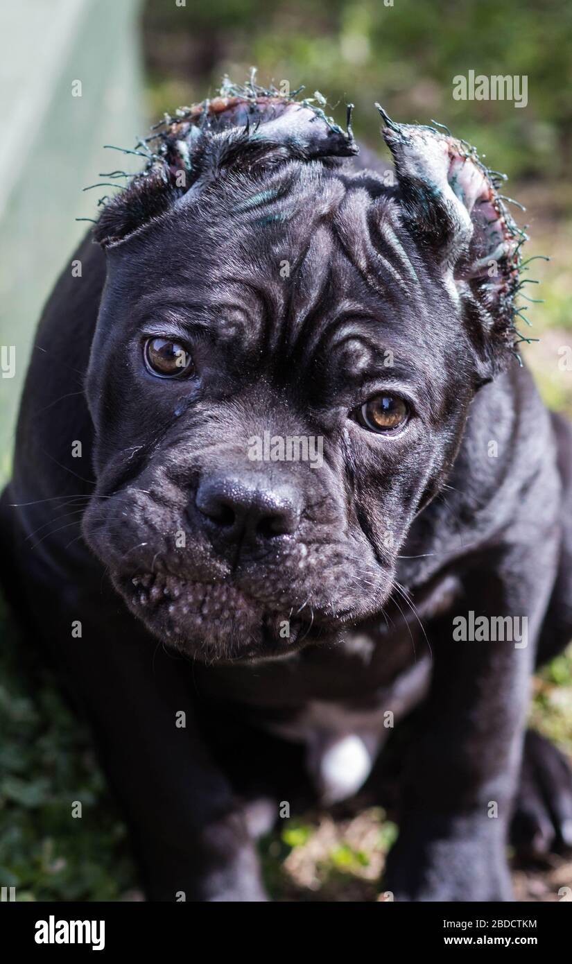 Cane-corso cucciolo con orecchie tagliate passeggiate sul prato Foto Stock