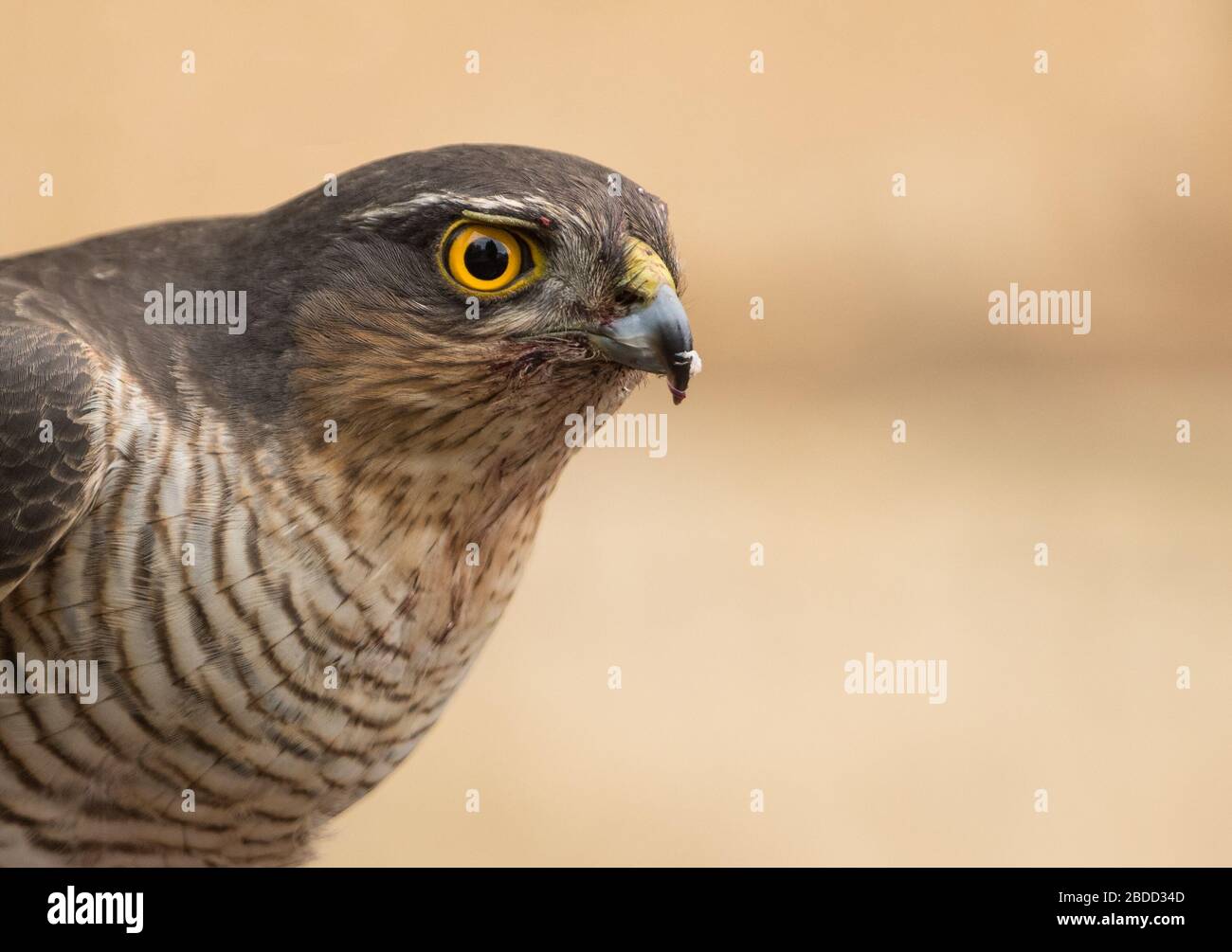 Un primo piano di una donna adulta Sparrowhawk europeo (Accipiter nisus) in preda, preso in una strada residenziale a Prestbury, Cheltenham, Inghilterra. Foto Stock