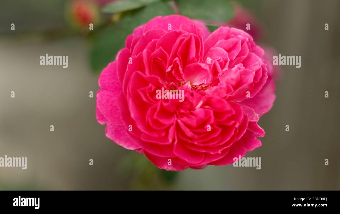 Fiore di rosa in giardino domestico Foto Stock