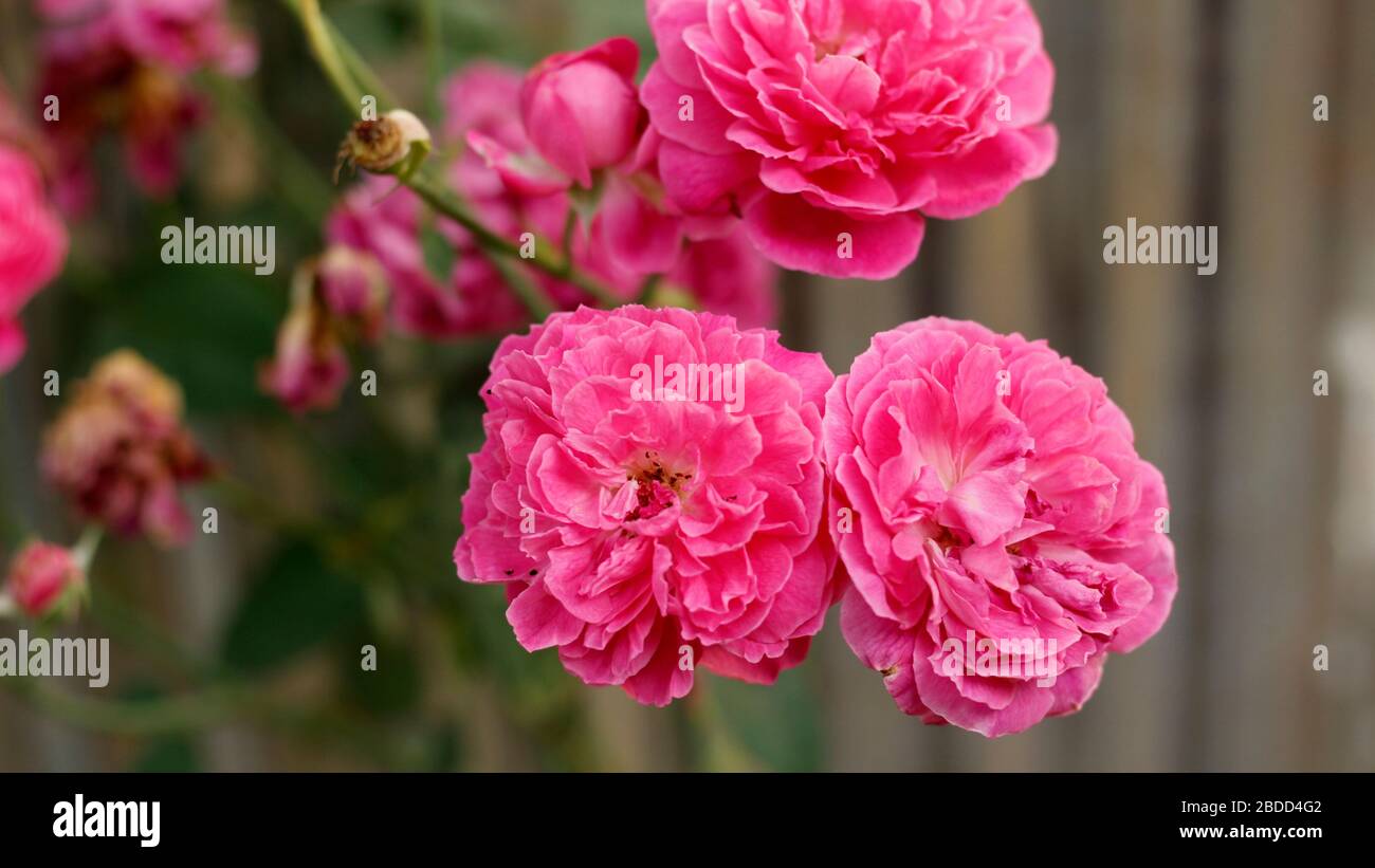 Casa di alta qualità Giardino Rose fiori Foto Stock