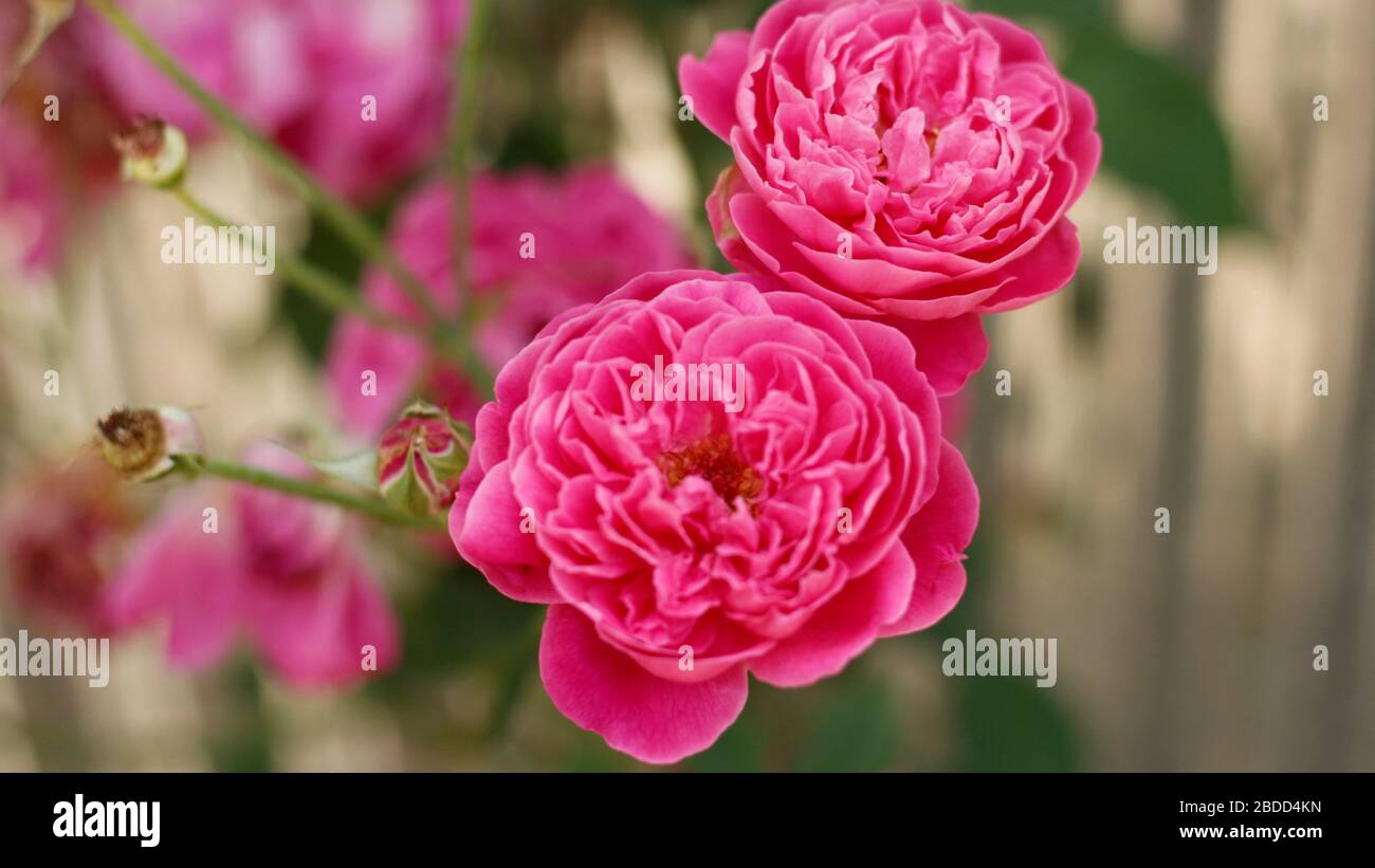 Fiore di rosa di alta qualità Foto Stock