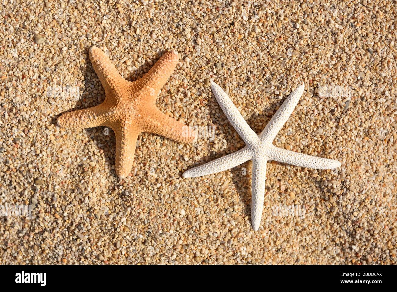 Due stelle marine sulla sabbia in una calda giornata di sole. Vista dall'alto Foto Stock