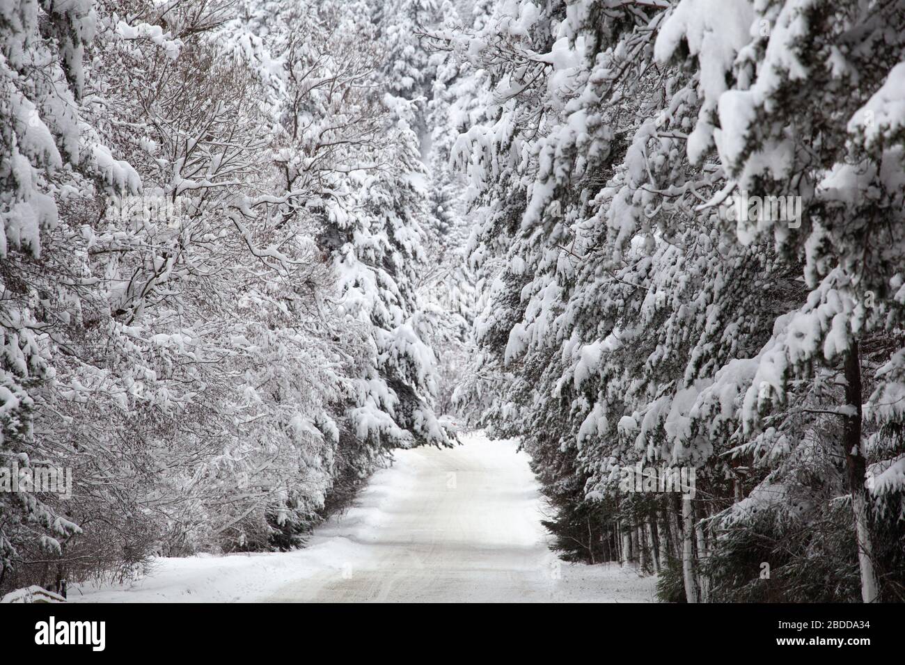 Strada di montagna neve vuota che passa attraverso una foresta Foto Stock