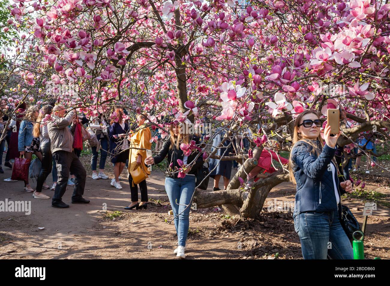 24.04.2019, Kiew, , Ucraina - Donne che si fotografano di fronte ai fiori di albero nel Giardino Botanico di Kiev. 00P190424D619CAROEX.JPG [MODELLO RE Foto Stock