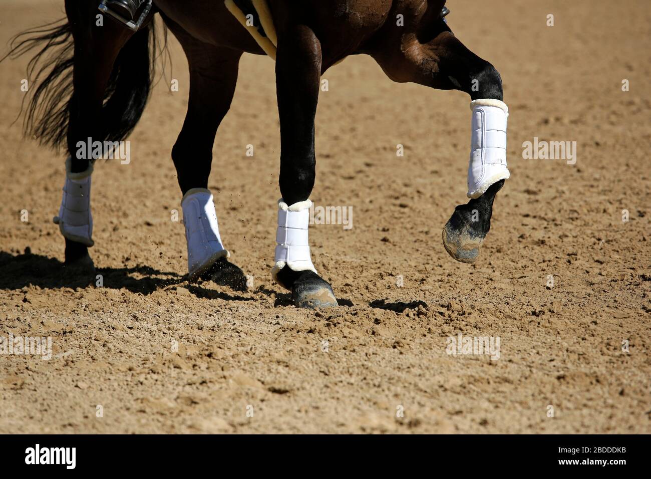 06.05.2018, Redefin, Meclemburgo-Pomerania occidentale, Germania - primo piano gambe di cavalli fasciate in galoppo. 00S180506D610CAROEX.JPG [VERSIONE MODELLO: NON APP Foto Stock