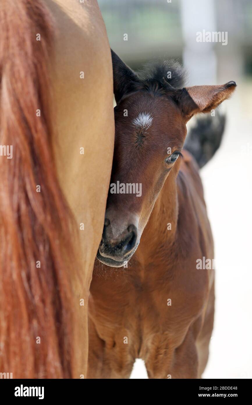 26.05.2018, Graditz , Sassonia, Germania - Foal cerca rifugio con la madre. 00S180526D615CAROEX.JPG [VERSIONE MODELLO: NON APPLICABILE, VERSIONE PROPRIETÀ: Foto Stock