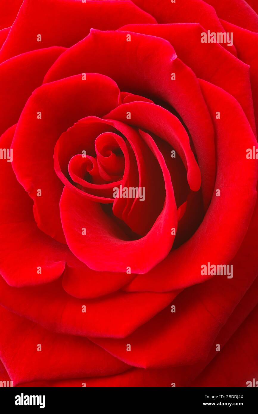 Concetto d'amore: Fiore di rosa rosso con petali a forma di cuore, primo piano con spazio copia Foto Stock