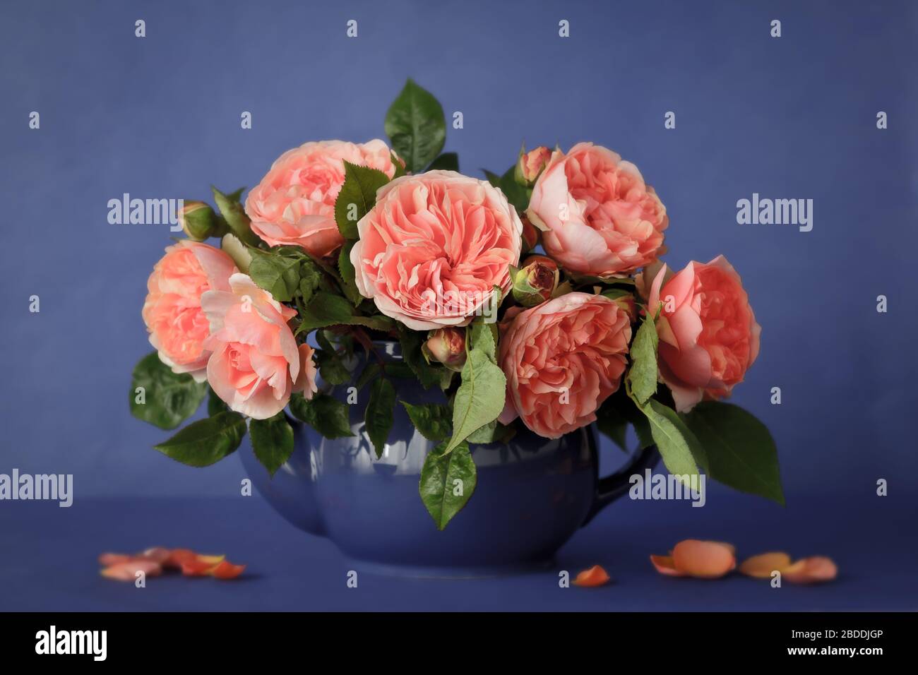 Bouquet di grandi fiori di rosa arancione in teapot, sfondo blu, effetto filtro vintage Foto Stock