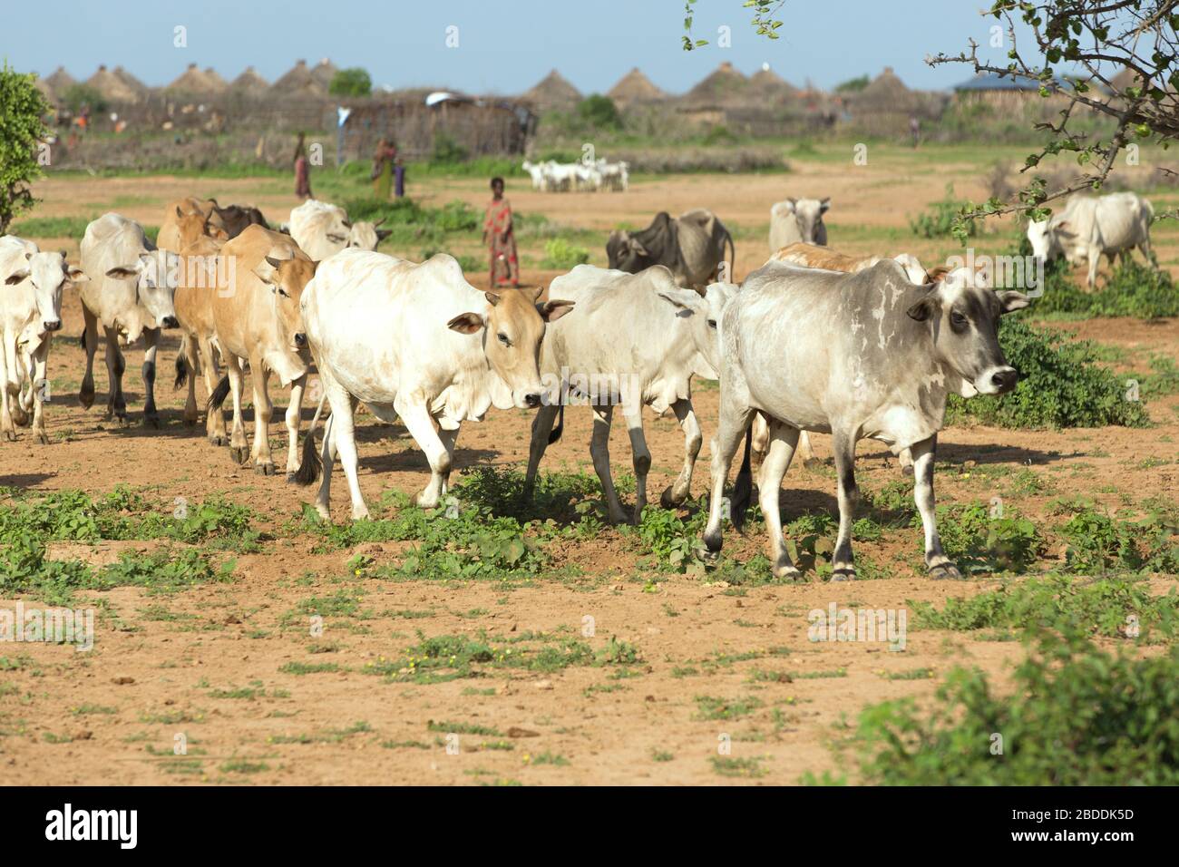 14.11.2019, Gode, Regione somala, Etiopia - allevamento tradizionale di bovini nella regione somala. Documentazione del progetto dell'organizzazione di soccorso arche n Foto Stock