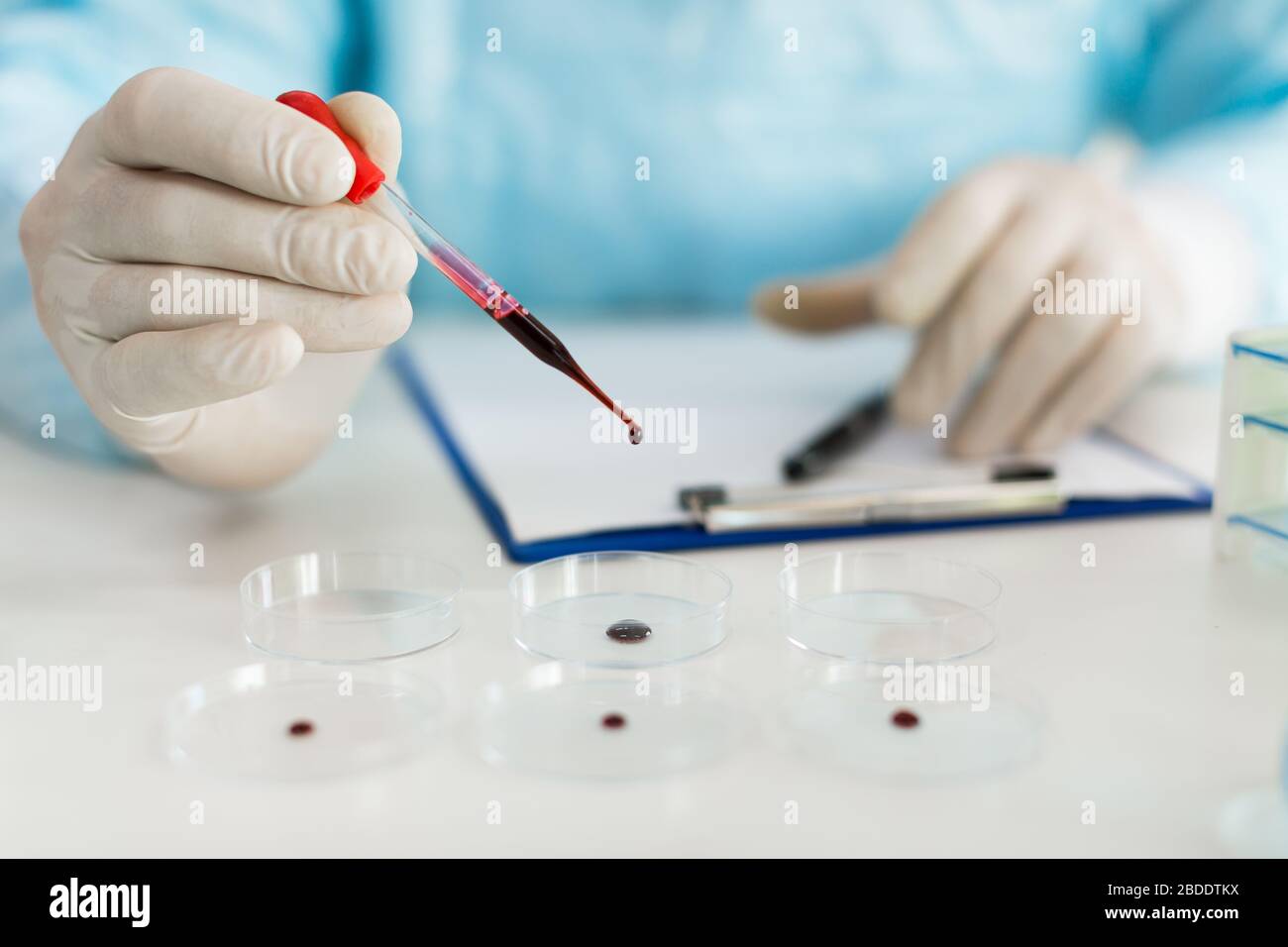 Vista ravvicinata delle mani di un ricercatore in un laboratorio, un campione di sangue viene gocciolato in una piastra Petri. Concentrarsi sul contagocce. Ricerca di influenza e creazione di vaccini. Foto Stock