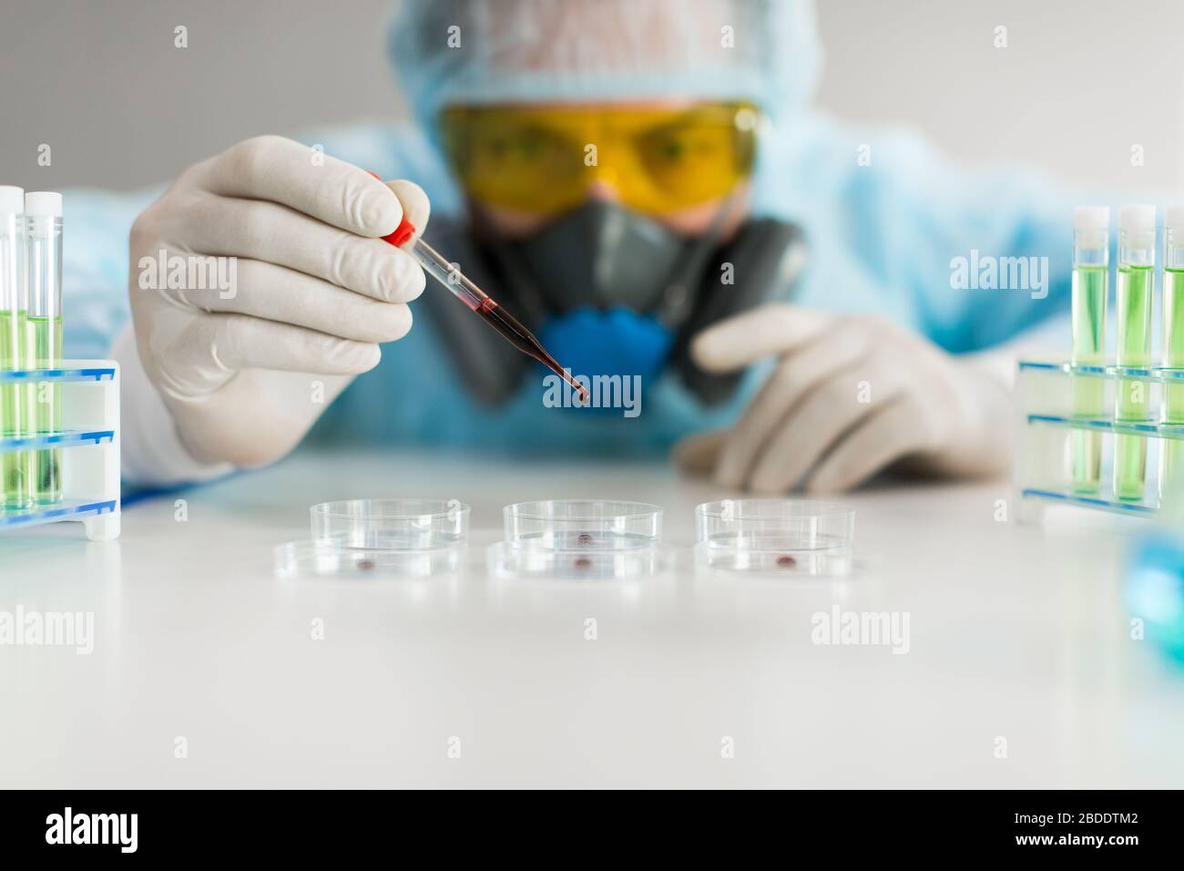 Ricercatore in laboratorio che gocciola un campione di sangue in una piastra Petri. Concentrarsi su una pipetta. Un ricercatore in laboratorio gocciola un campione di sangue in una piastra Petri. Foto Stock