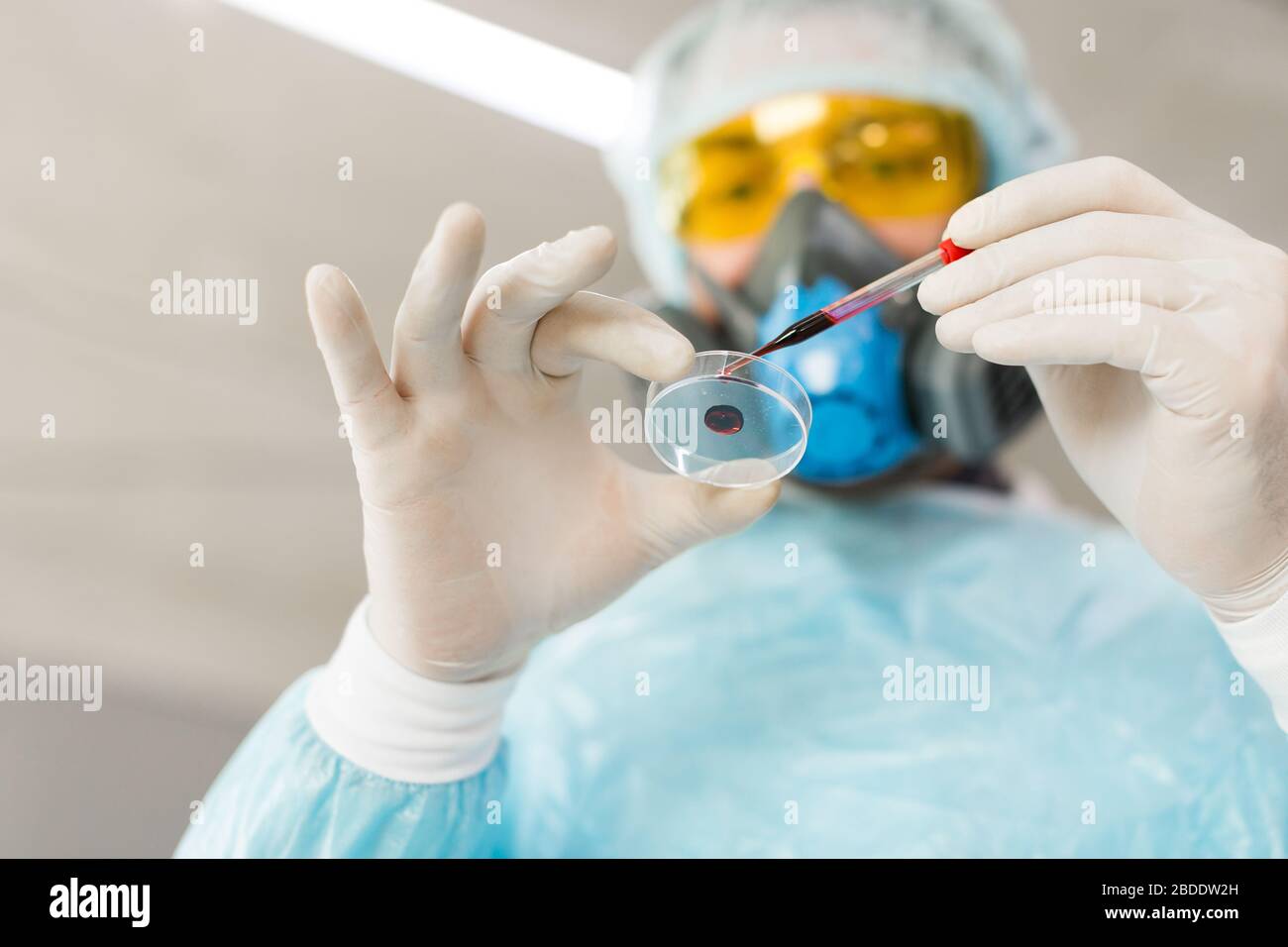 Vista dal basso di un ricercatore in laboratorio che gocciola un campione di sangue in una piastra Petri. Concetto di creazione di vaccini. Foto Stock