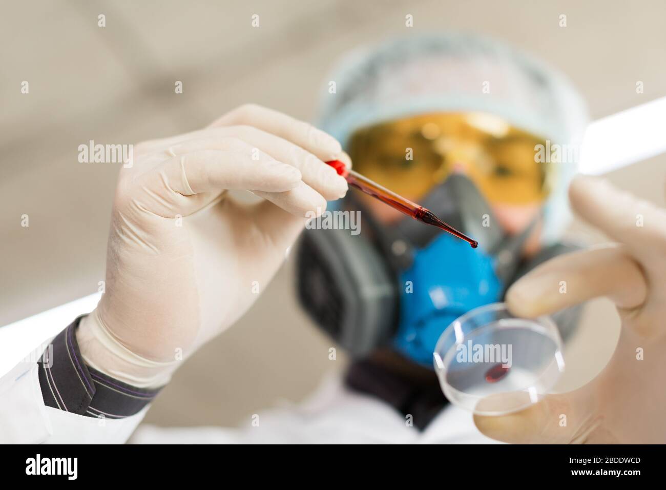 Ricercatore in laboratorio che gocciola un campione di sangue in una piastra Petri. Concentrarsi su una pipetta. Vista dal basso. Creazione di vaccini. Foto Stock