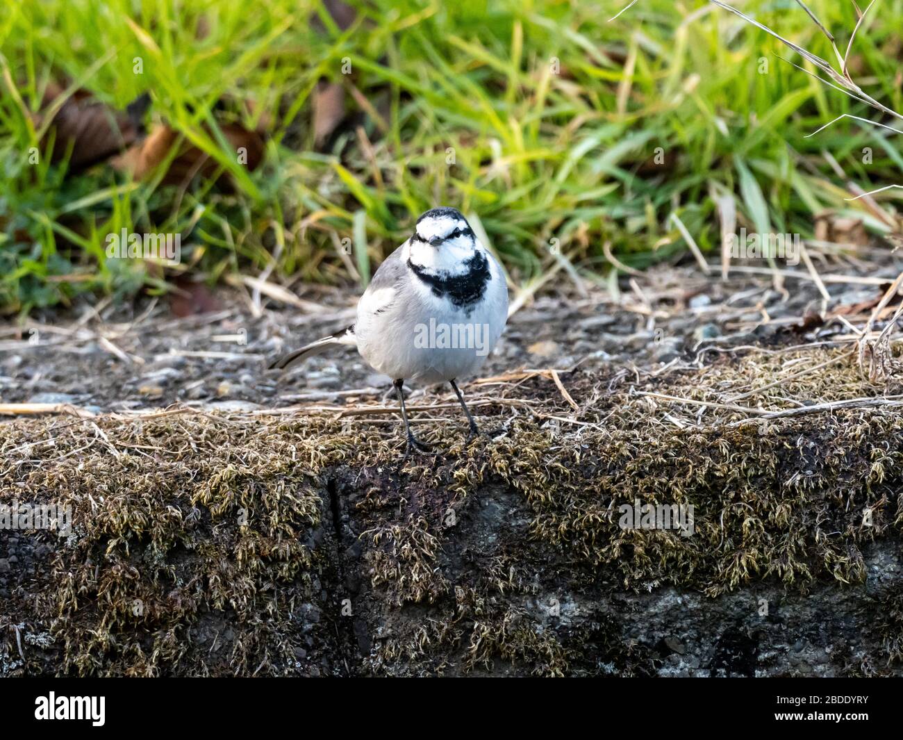 Una coda bianca giapponese, Motacilla alba lugens, cammina lungo la riva di un piccolo fiume nella prefettura centrale di Kanagawa, Giappone. Foto Stock