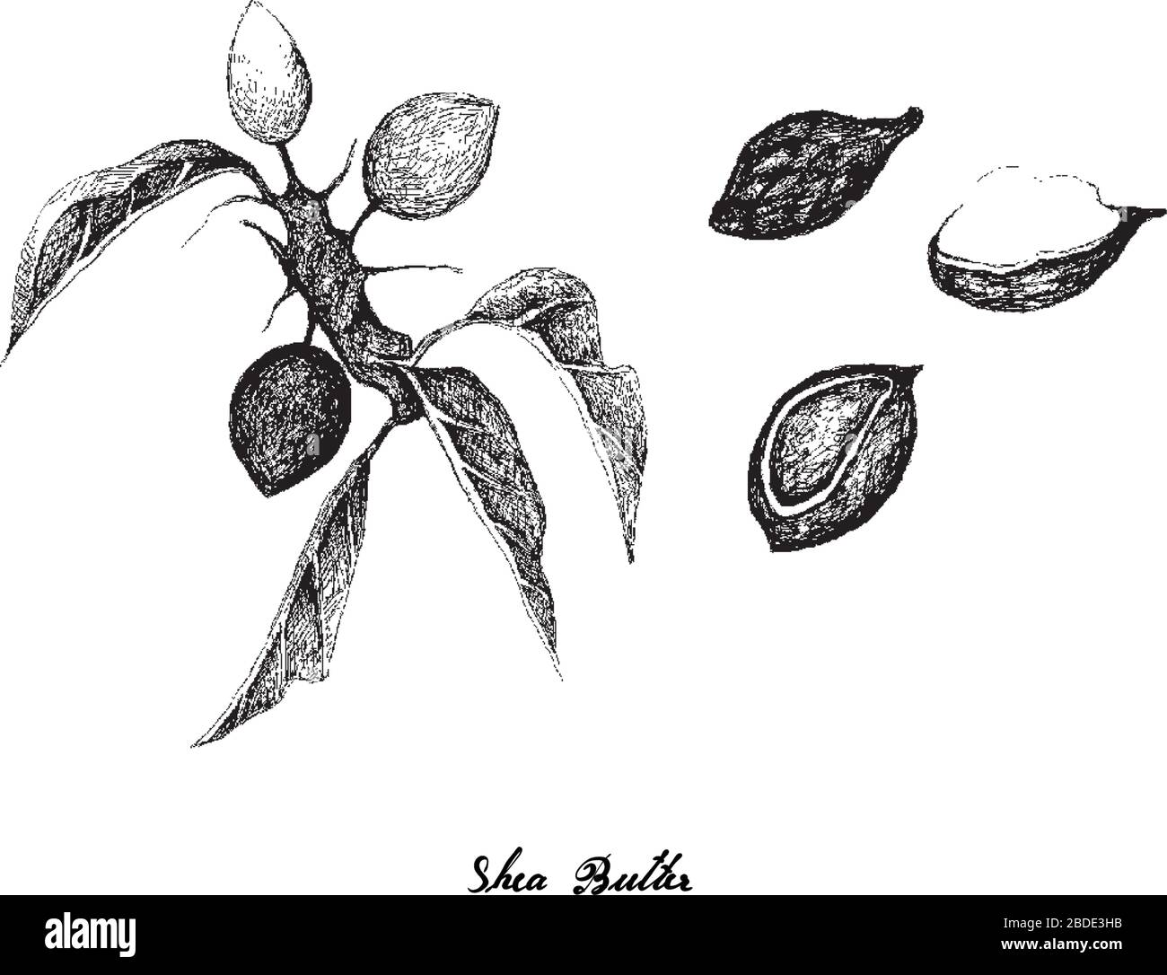 Frutti tropicali, illustrazione del burro di karité disegnato a mano o frutti di radice di Borututu con seme isolato su sfondo bianco. Illustrazione Vettoriale
