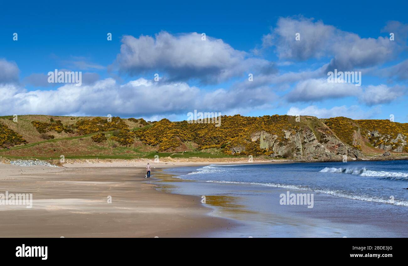 CULLEN BAY BEACH MORAY SCOZIA GIALLO GOLA BLU MARE E LONE WALKER CON UN CANE Foto Stock
