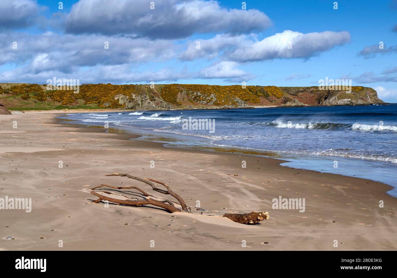 CULLEN BAY BEACH MORAY SCOZIA GIALLO GORSE BLU MARE E LAVATO SU ALBERO MORTO DURANTE CORONA VIRUS O COVID 19 PANDEMIC Foto Stock