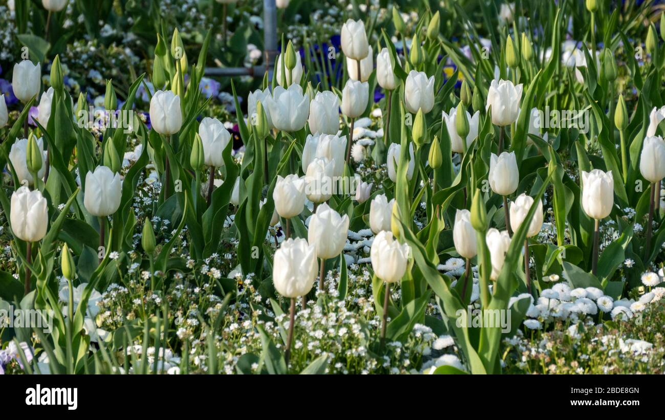 Bella zona giardino con tulipani bianchi Foto Stock