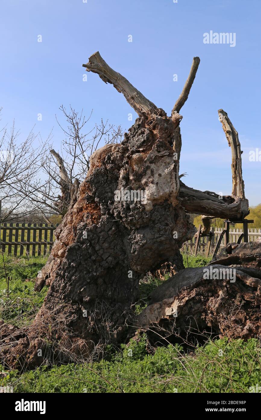 Medieval (o Methuselah's) Oak, Home Park, Hampton Court, East Molesey, Surrey, Inghilterra, Gran Bretagna, Regno Unito, Regno Unito, Europa Foto Stock