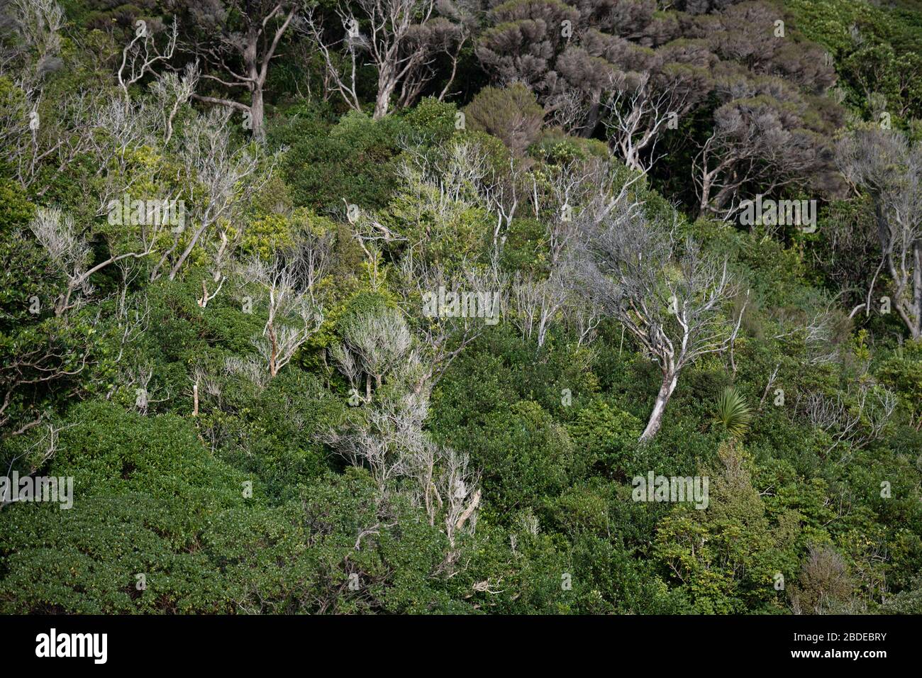 Alberi e fogliame sulla collina sulla costa, Queen Charlotte Sound, Marlborough, South Island, Nuova Zelanda Foto Stock