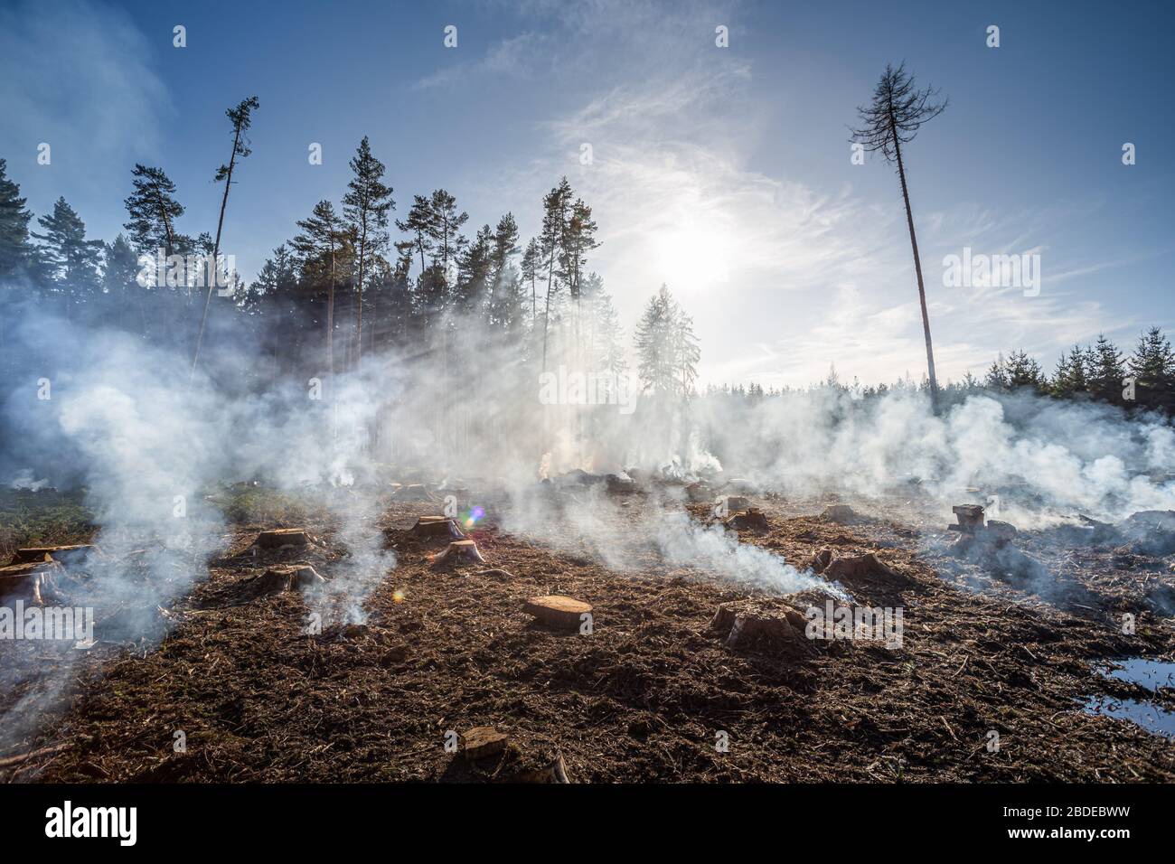 Grande campo con fumo dopo il fuoco selvaggio. Tutti gli alberi e l'erba sono bruciati dopo il fuoco della foresta o le opere forestali. Foto Stock
