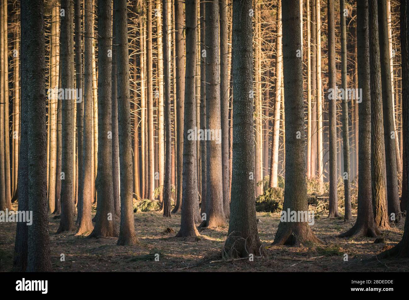Calmante scenario di foresta scura con alberi dall'aspetto scuro e creepy, sole che splena da lato. Foto Stock