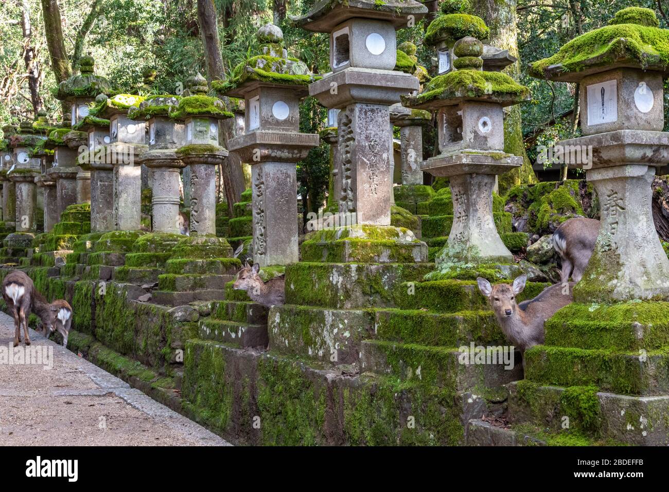 Cervi nel Grande Santuario Kasuga, Area Parco di Nara. Qui, i cervi si muovono liberamente nei templi e nei parchi. Prefettura di Nara, Giappone Foto Stock