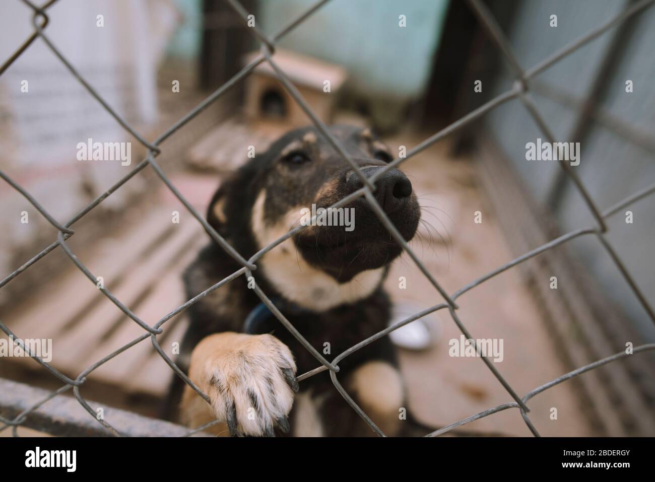 Ritratto di cane dietro recinzione in rifugio animale Foto Stock
