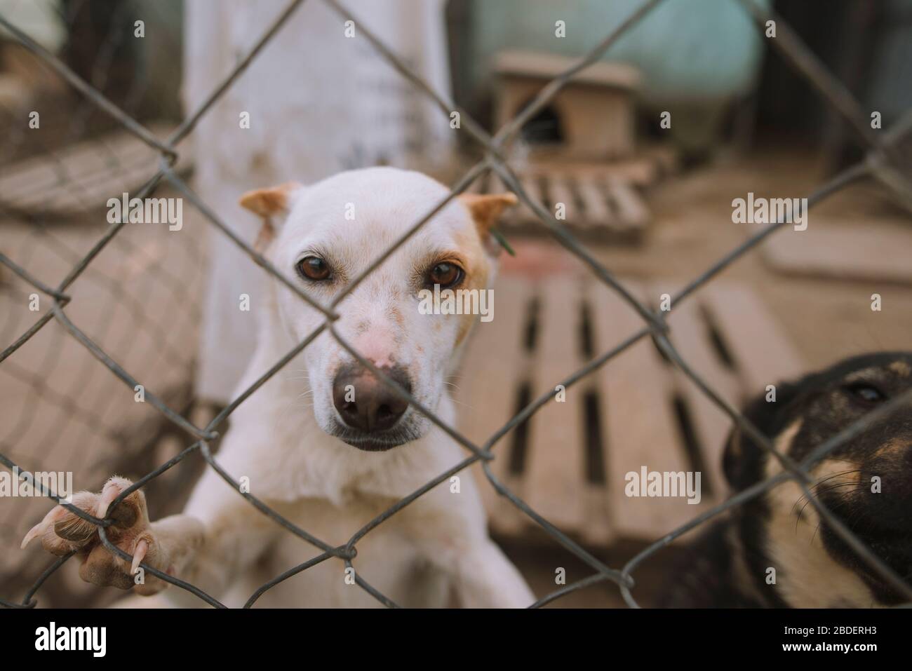 Ritratto di cane dietro recinzione in rifugio animale Foto Stock
