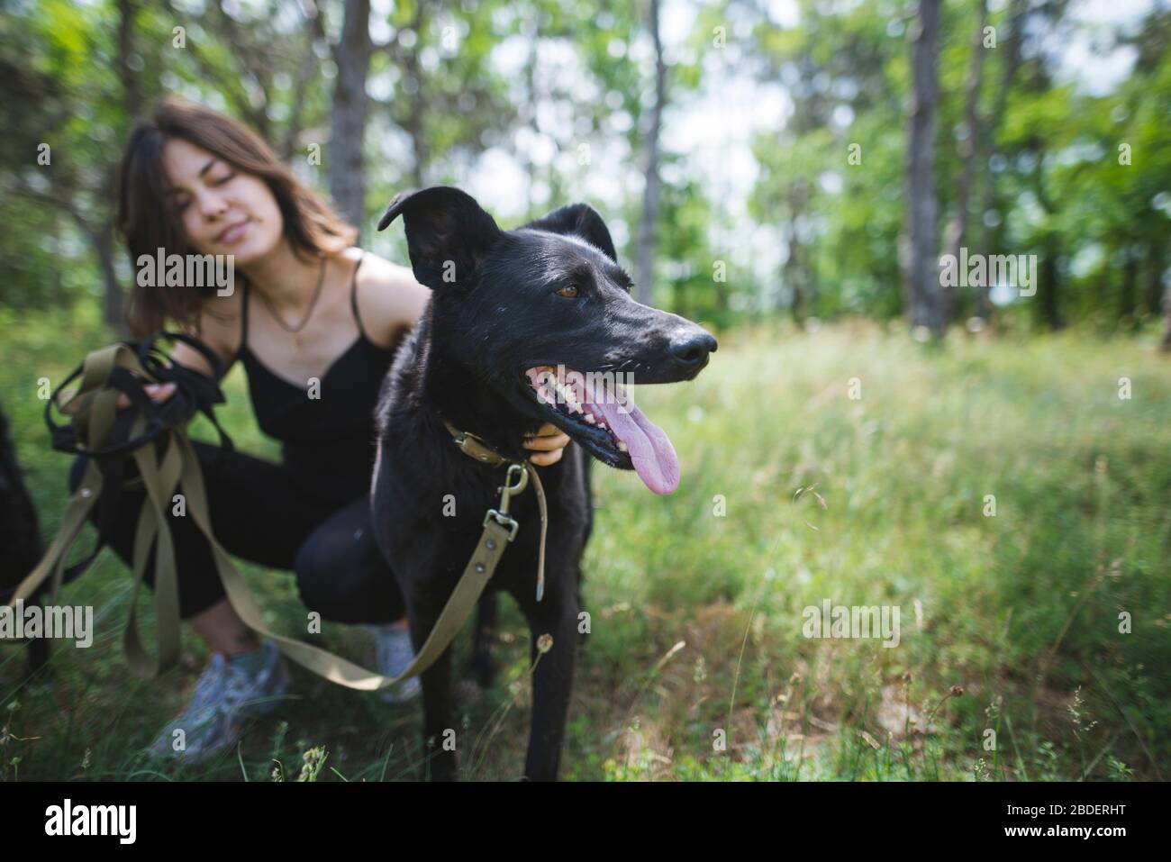 Giovane donna che cammina cani da ricovero animale in pineta Foto Stock