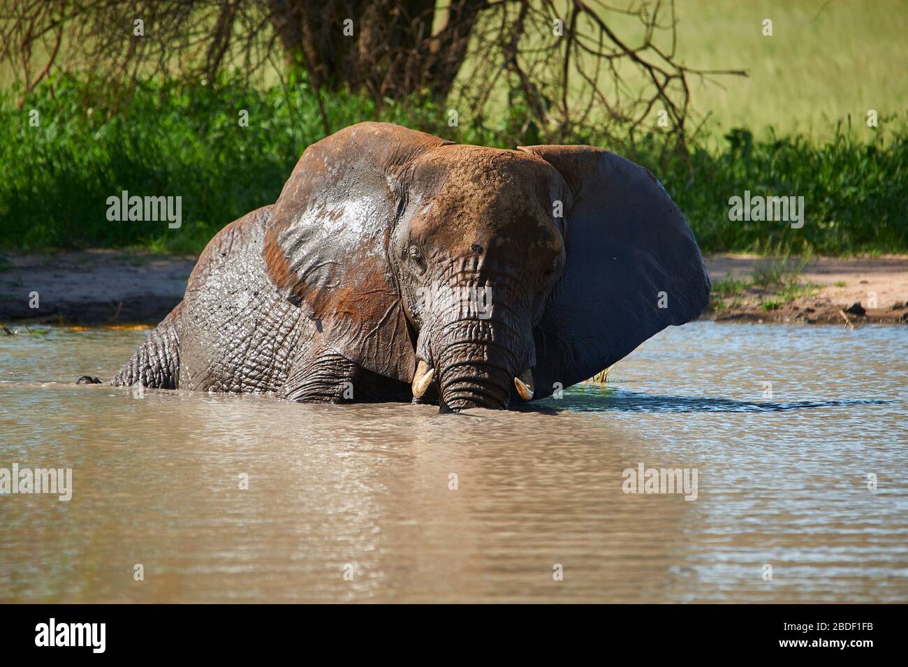 Una giovane elefante femmina che si falla in un buco d'acqua e si gode la vita Foto Stock