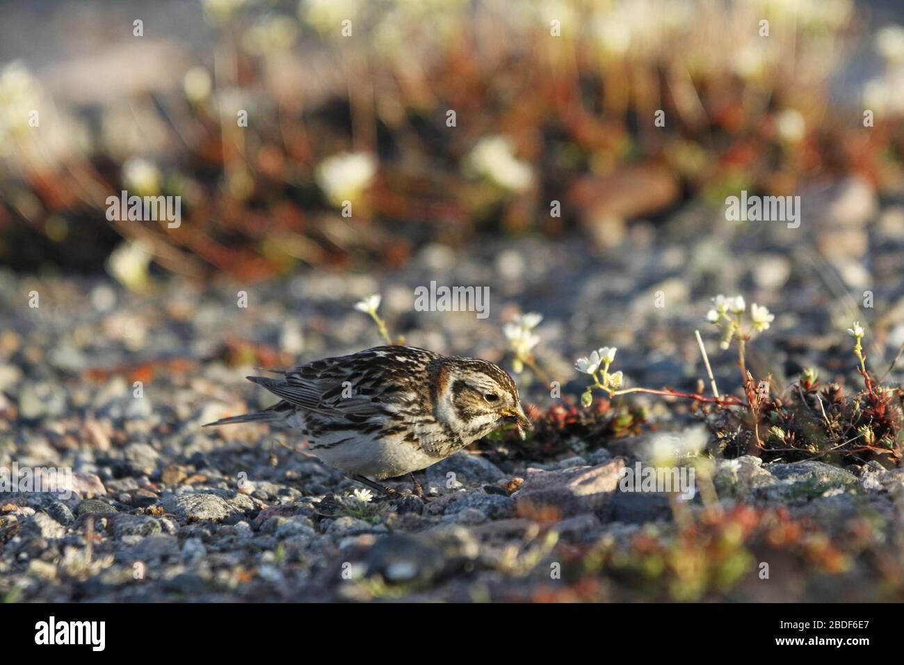 Femmina Lapponia Longspur mangiare un bug trovato sulla tundra tra ciottoli, vicino Arviat, Nunavut Foto Stock