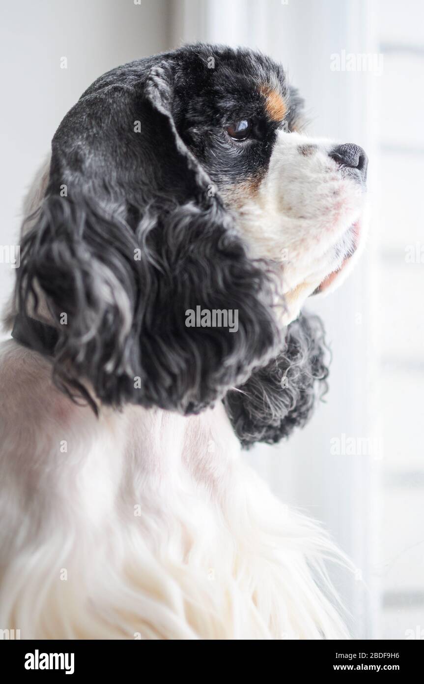 Carino adulto purebred tricolore American Cocker Spaniel al chiuso. Un cane bianco e nero con le sopracciglia marroni. Luce naturale. Foto Stock