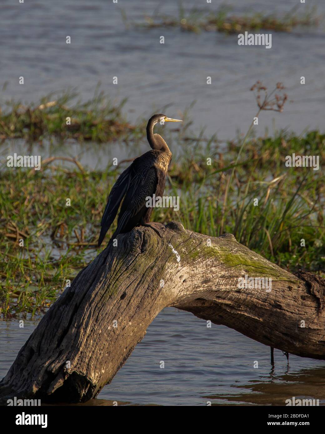 Un Darter indiano o Snakebird appollaiato su un albero morto che asciuga le sue ali Foto Stock