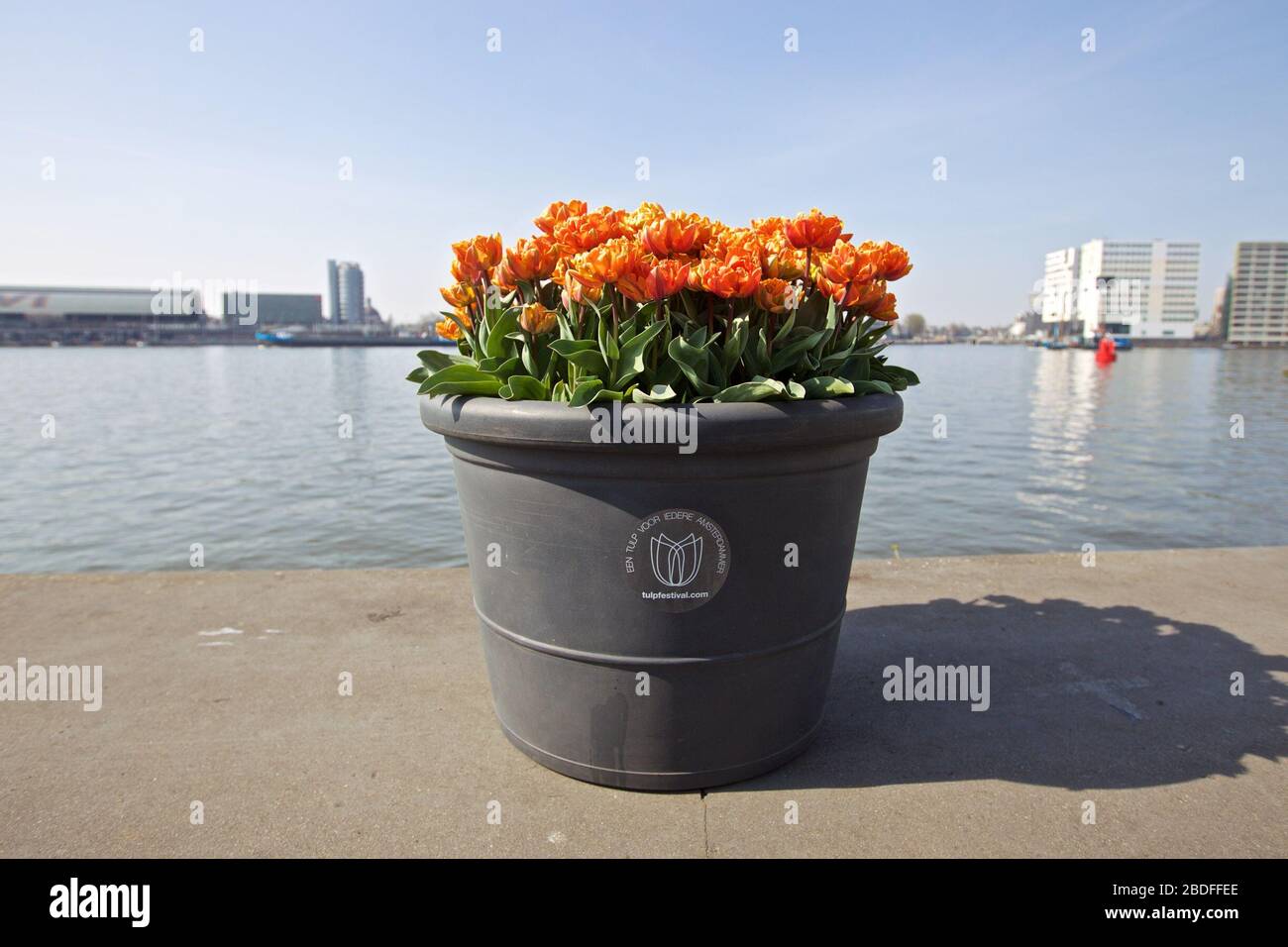 Amsterdam, Paesi Bassi. 8 Aprile 2020. Un vaso di fiori con tulipani è visto ad Amsterdam, nei Paesi Bassi, 8 aprile 2020. Il Tulip Festival 2020 di Amsterdam porta i tulipani nelle strade per tutto il mese di aprile. A causa dell'epidemia di coronavirus, alcune località di tulipano sono chiuse quest'anno. Credit: Sylvia Lederer/Xinhua/Alamy Live News Foto Stock