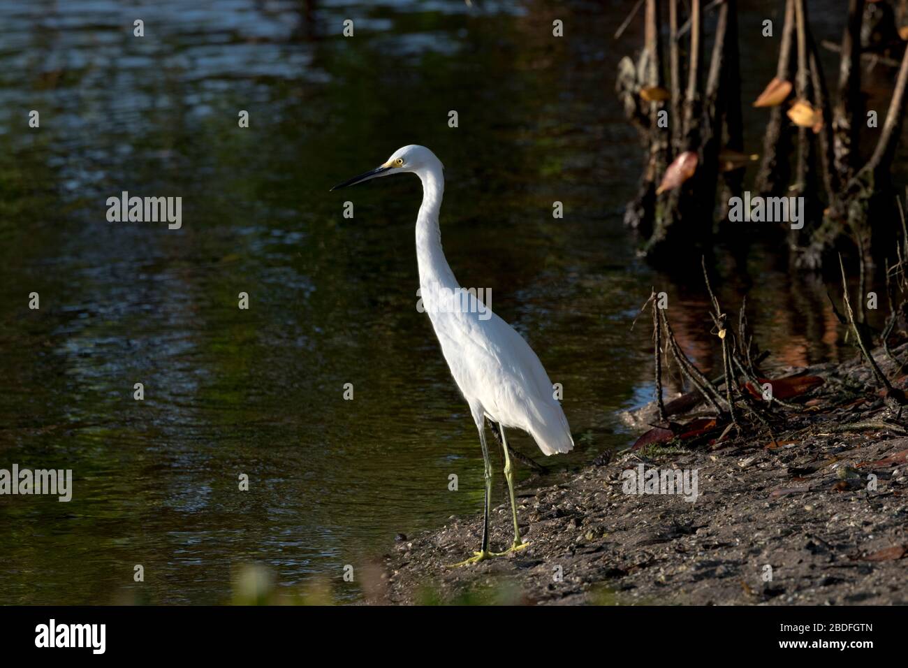 L'egret innevato si trova vicino all'acqua al Ding Darling National Wildlife Refuge sull'isola di Sanibel in Florida Foto Stock