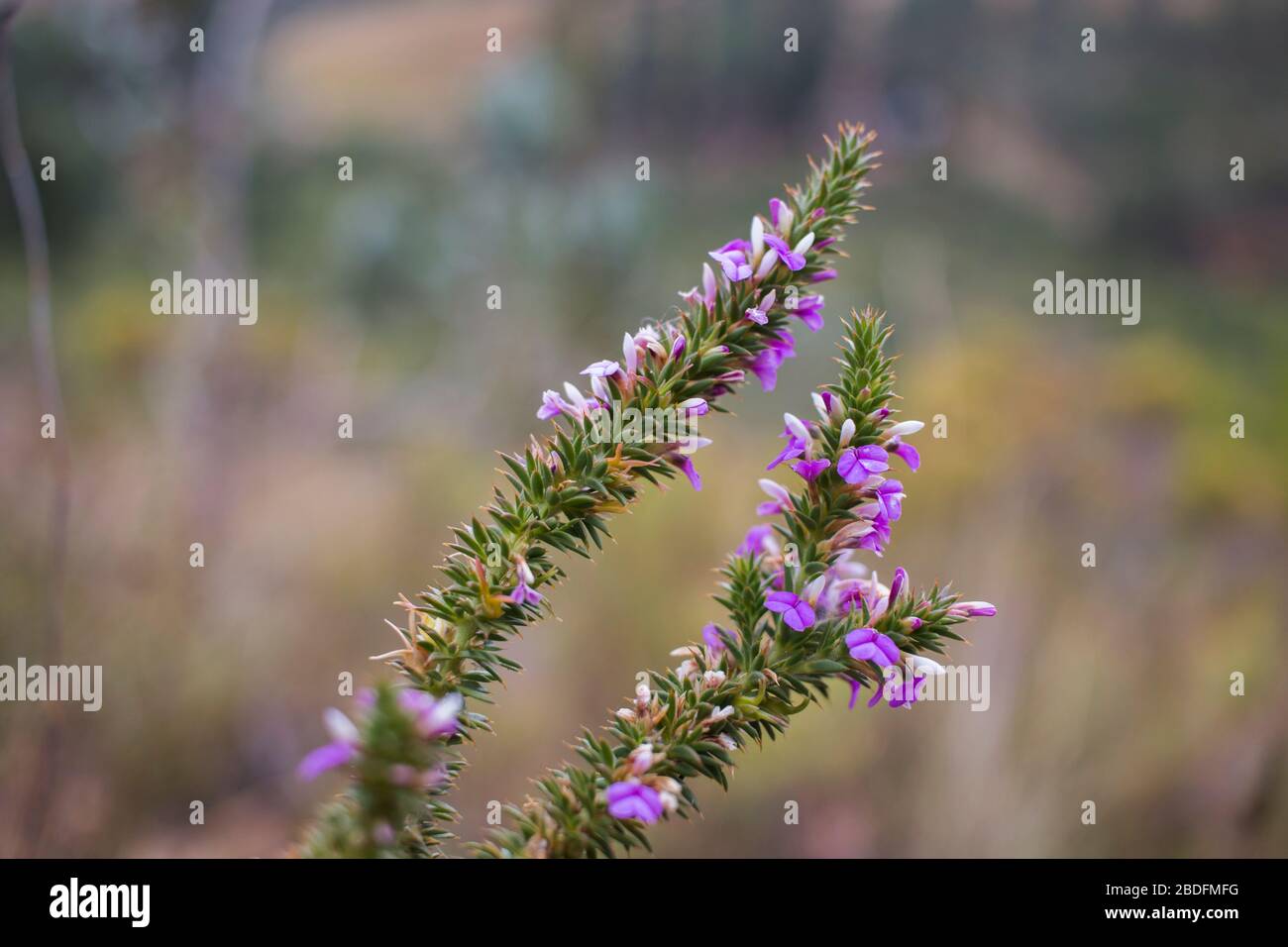 Dettagli di una pianta di Muraltia histeria fynbos con piccoli fiori viola e rami spinosi Foto Stock