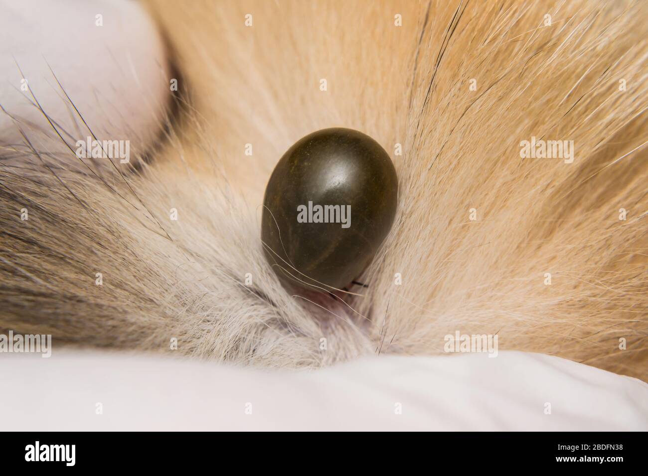 un adulto spunta sulla superficie della pelle di un gatto, prima di deporre le uova Foto Stock