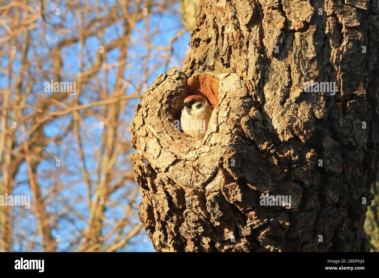 Il montano del passer, passero dell'albero eurasiatico, si nidifica tipicamente in una cavità naturale. Qui l'uccello nidificato in un piccolo albero di ontano sul lungomare, alnus glutinosa. Foto Stock