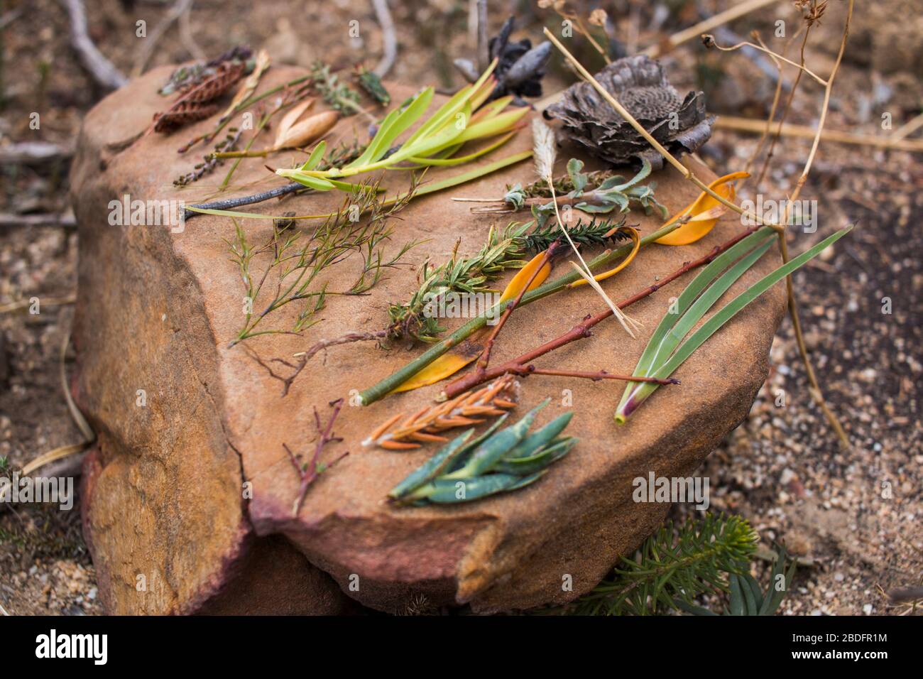 Una varietà di campioni di impianti Fynbos disposti su una roccia all'aperto nel campo Foto Stock