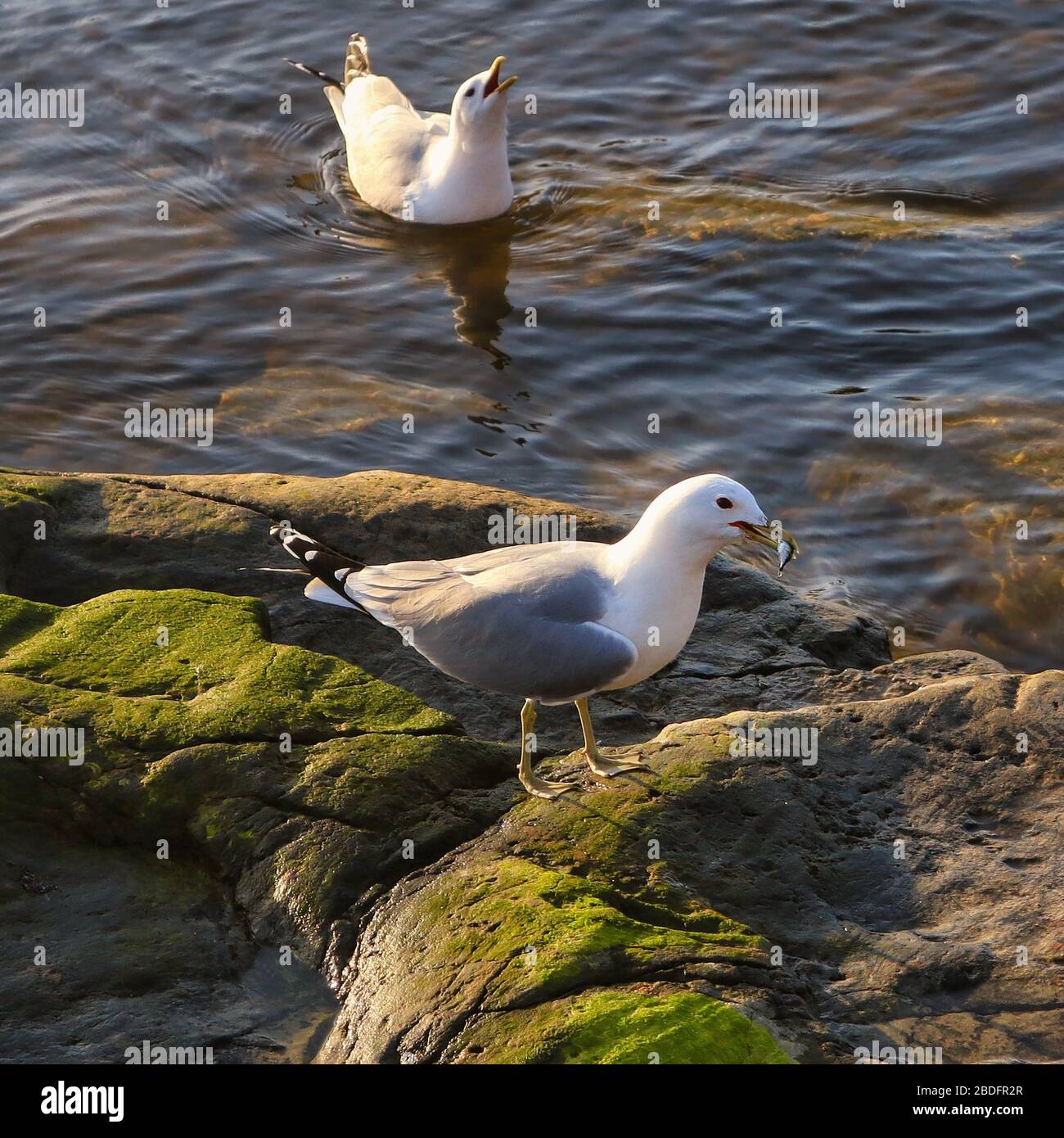 L'hanno e non hanno. Due gabbiani comuni, Larus canus, combattevano contro il pesce. Il perdente è infelice. Foto Stock