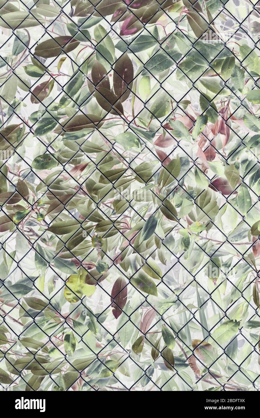 Immagine invertita di cespuglio alloro e foglie dietro la recinzione chainlink Foto Stock