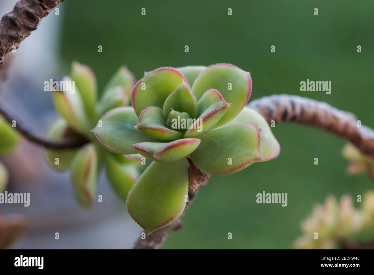 Pianta succulente primo piano di pianta testa che cresce su un ramo Foto Stock