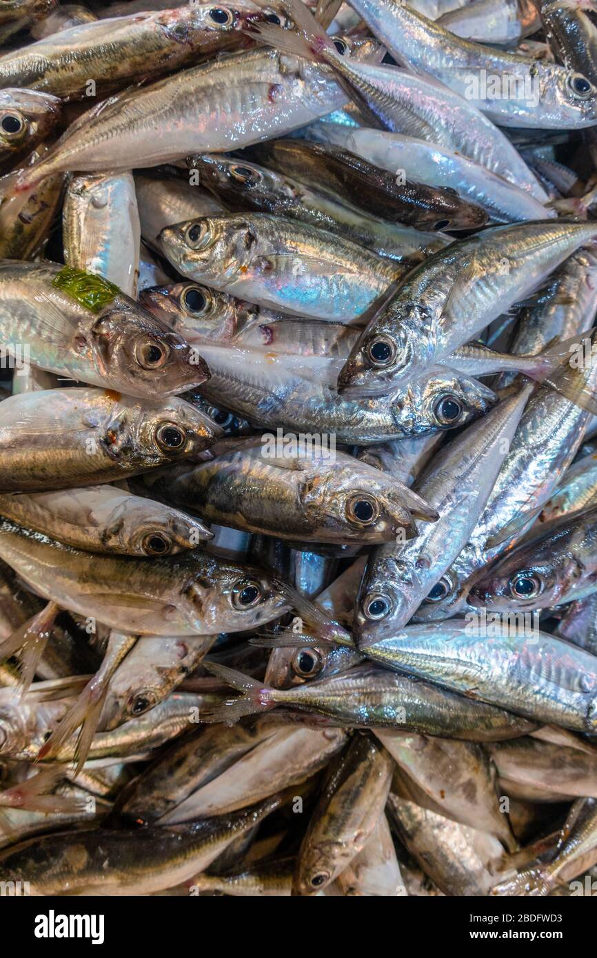 Carapau fresco o sugarero di cavallo nel mercato del pesce, Algarve, Portogallo Foto Stock