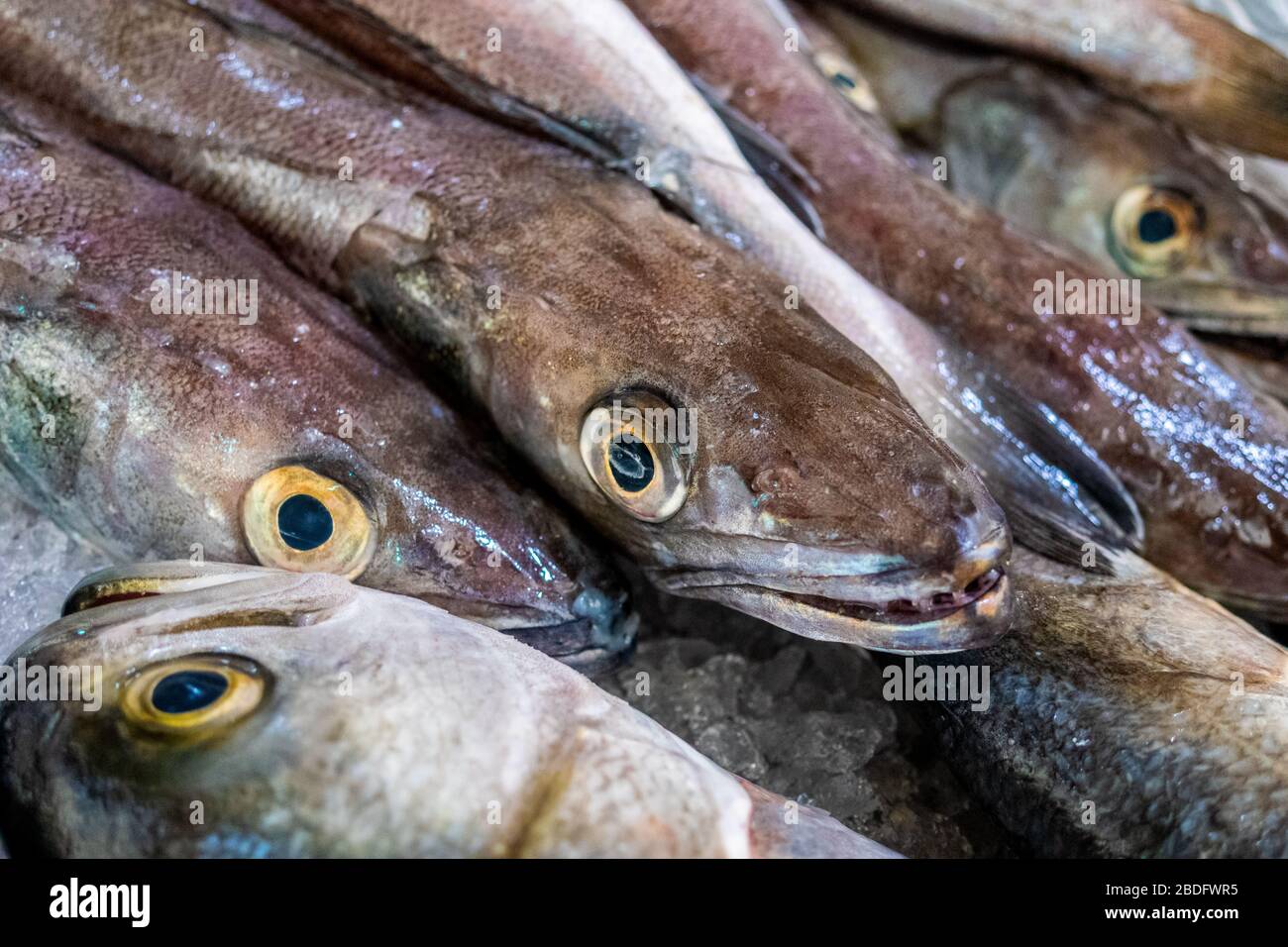 Mercato del pesce fresco, Algarve, Portogallo Foto Stock