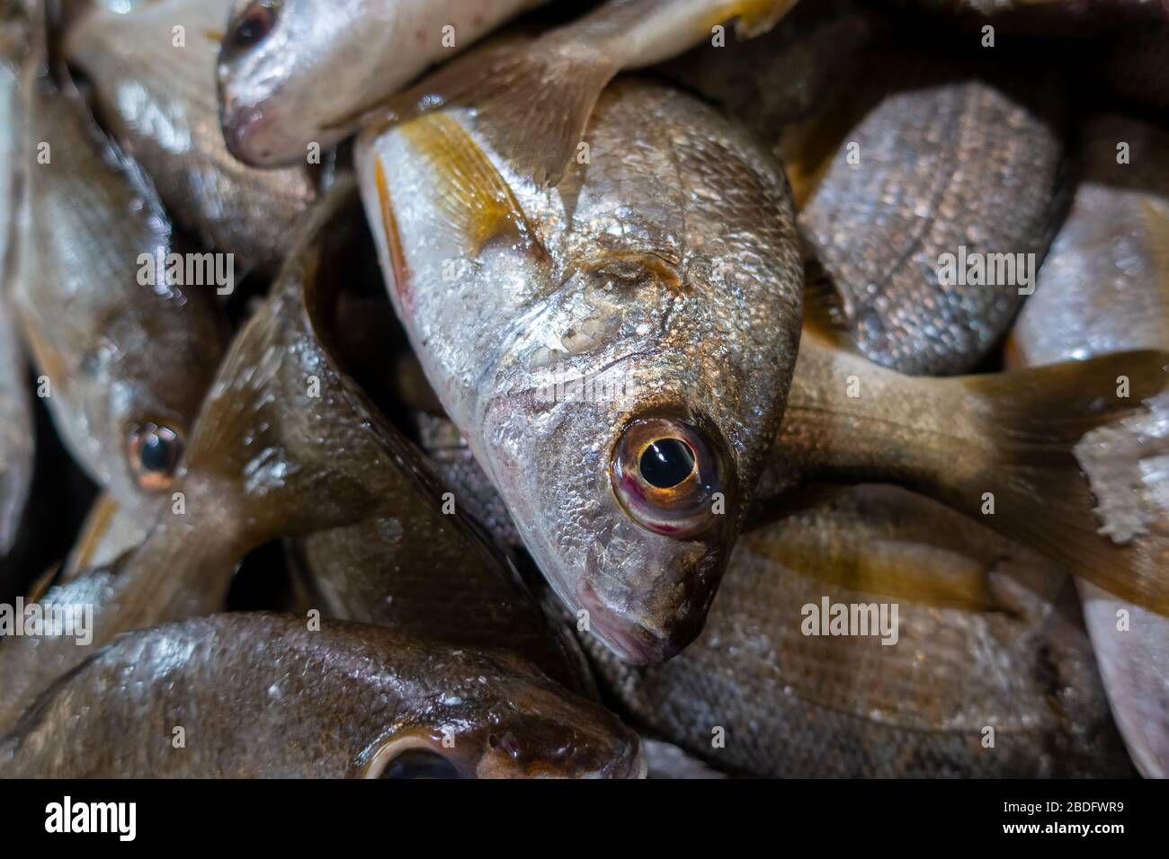 Pesce fresco in Algarve, Portogallo Foto Stock