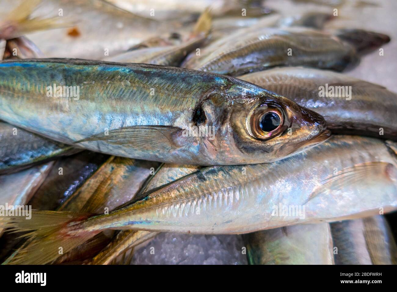 Sardine fresche sul mercato del pesce, Algarve, Portogallo Foto Stock