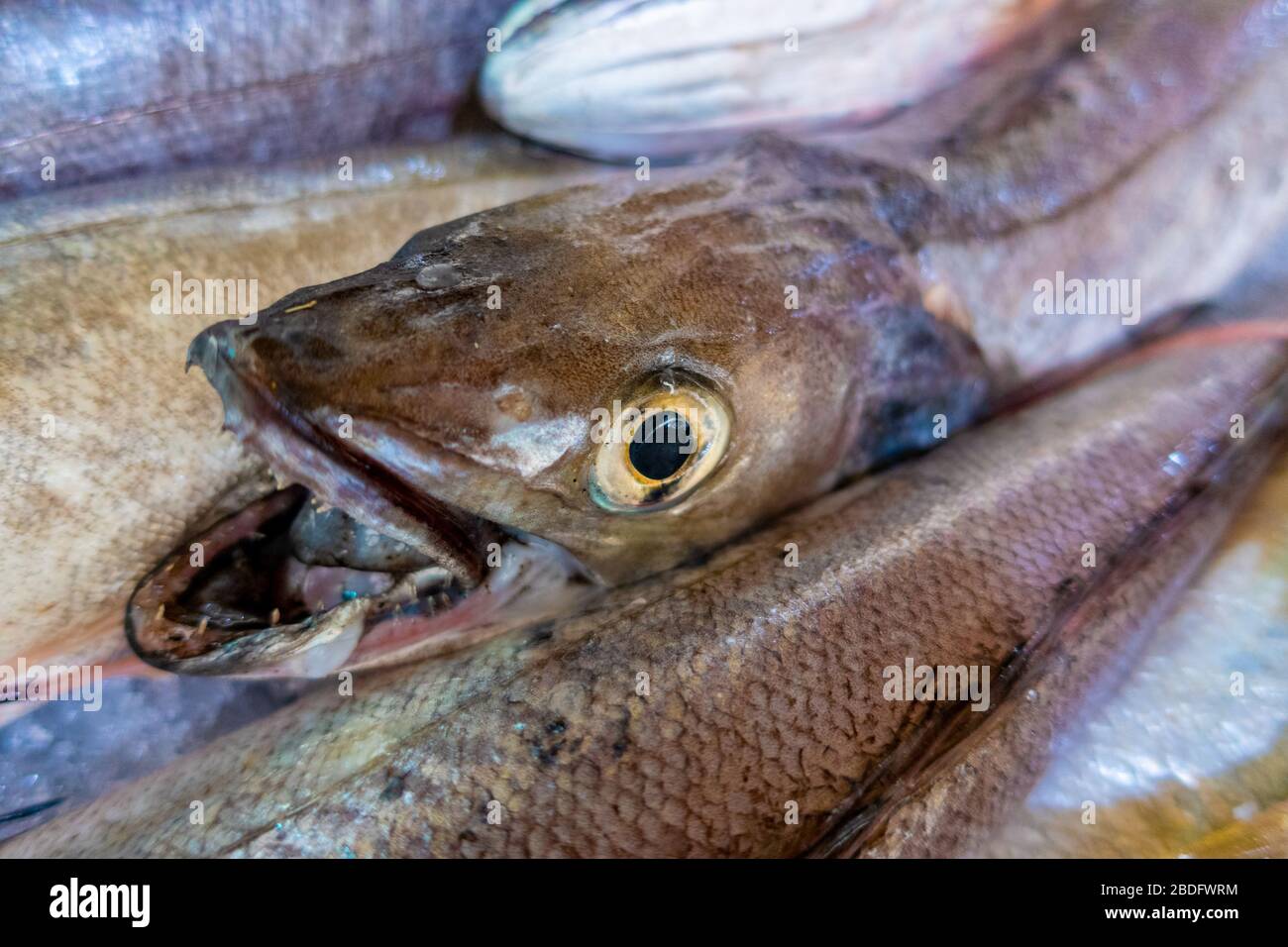 Mercato del pesce fresco, Algarve, Portogallo Foto Stock